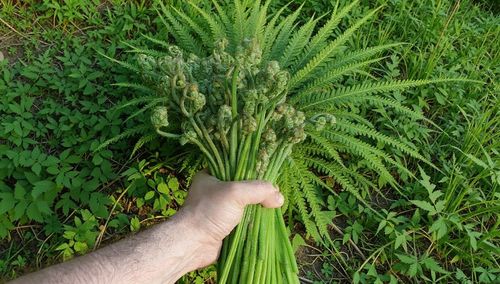 Фото пресс-службы ФГБУ «ЦОК АПК»